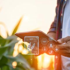 Man holds tablet in cornfield with holographic images of the crop above