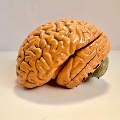 Movement neuroscience and computational neuromechanics