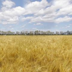 Crop production forecasting systems at a regional scale