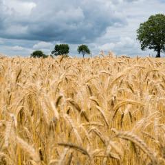 Crop modelling